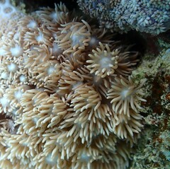 Goniopora