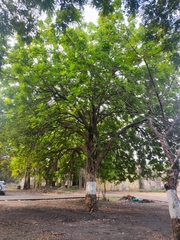 Kigelia africana