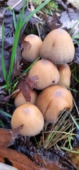 Micacei