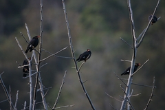 Gracula religiosa