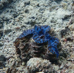 Tridacna