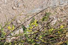 Melilotus suaveolens