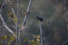 Gracula religiosa