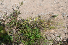 Melilotus suaveolens