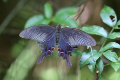 Papilio bianor