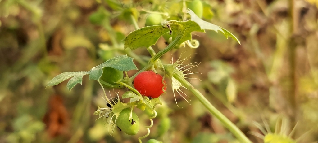 Blastania garcinii