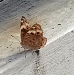 Junonia orithya
