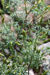 Bidens parviflora
