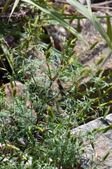 Bidens parviflora
