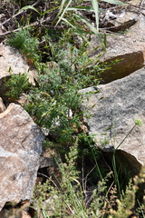 Bidens parviflora