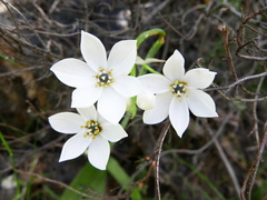 Ornithogalum dubium