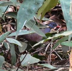 Crypturellus tataupa