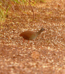 Crypturellus parvirostris