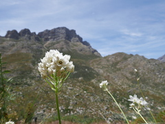 Ornithogalum dubium