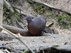 Crypturellus obsoletus