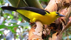 Gymnomystax mexicanus
