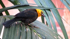 Chrysomus icterocephalus