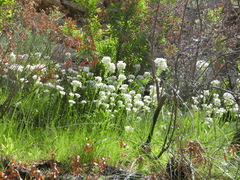 Ornithogalum dubium
