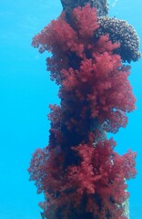 Dendronephthya