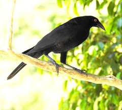 Molothrus oryzivorus