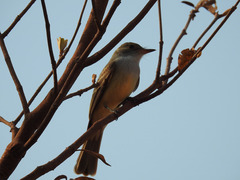 Myiarchus swainsoni