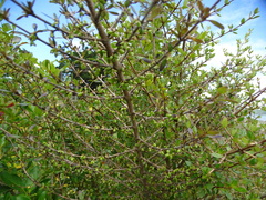 Coprosma ×cunninghamii