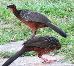 Penelope ochrogaster