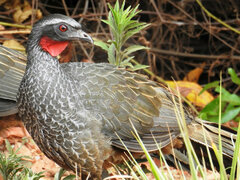 Penelope superciliaris