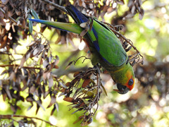 Aratinga auricapillus