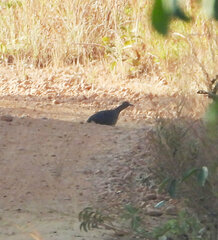 Crypturellus undulatus