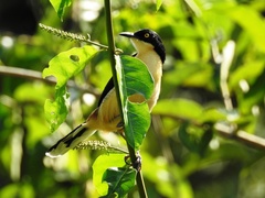 Donacobius atricapilla