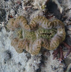 Hippopus hippopus