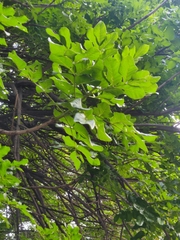 Kigelia africana