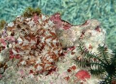 Crinoidea