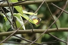 Delias eumolpe
