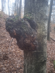 Agrobacterium radiobacter