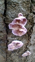Chondrostereum purpureum