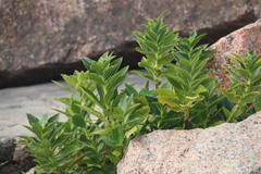 Acanthus ilicifolius
