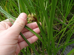 Bolboschoenus caldwellii