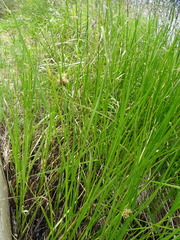 Bolboschoenus caldwellii