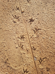 Tupinambis teguixin