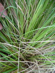 Poa labillardierei