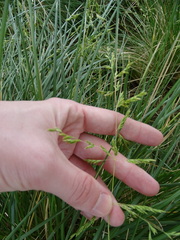 Poa labillardierei