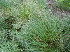 Poa labillardierei