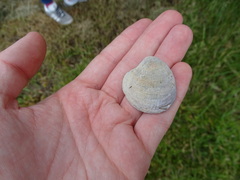 Austrovenus stutchburyi