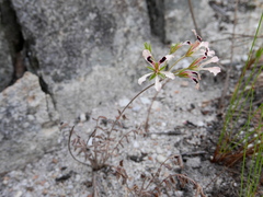 Pelargonium trifoliolatum