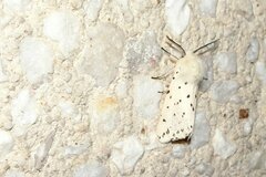 Spilosoma lubricipeda