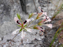 Pelargonium trifoliolatum