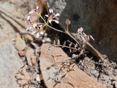 Pelargonium trifoliolatum