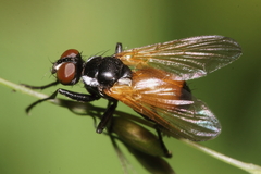 Huttonobesseria verecunda
